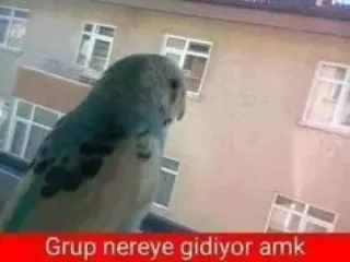 🤔 4d8effd3 Grup nereye gidiyor amk pájaro, ventana, edificio, naturaleza, gracioso telegram sticker
