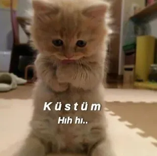 😂 593a532c KüStüm Hih hi.. gato, gatito, triste, lindo telegram sticker