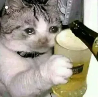 🤔 5ee4bbb0 gato, cerveza, llorando, alcohol, vertiendo telegram sticker
