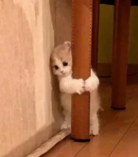 🥺 5f37c359 gato, gatito, lindo, escondido, tímido telegram sticker