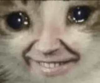 😂 6988911e gato, meme, llorando, sonriendo, divertido, animal telegram sticker