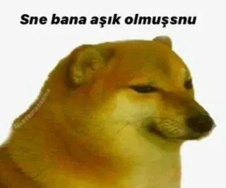 🌟 6f0641de Doge Sne bana aşık olmuşsnu perro, meme, animal, doge, divertido telegram sticker