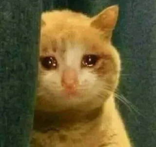 🤔 70f838ec gato, triste, llorando, animal, mascota telegram sticker