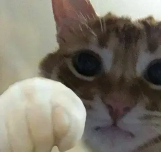 🤔 7d0d598f gato, mascota, animal, naranja, doméstico telegram sticker