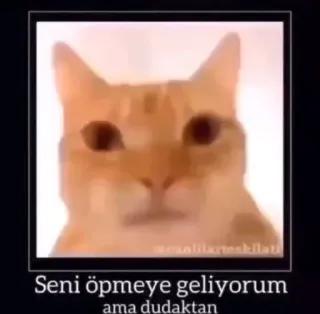 🤔 913ca939 Seni öpmeye geliyorum ama dudaktan gato, beso, meme, divertido telegram sticker