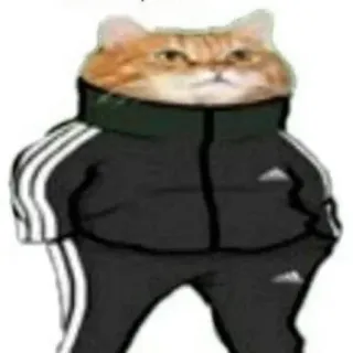 🐱 c118b285 gato, adidas, chándal, animal, meme, gracioso telegram sticker