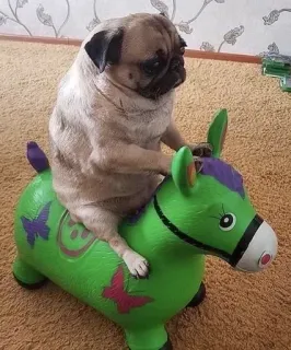 🌟 c2832e37 perro, pug, animal, juguete, caballo, gracioso telegram sticker