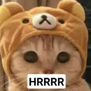 🌟 c454dc40 HRRRR gato, oso, lindo, animal, hrrrr telegram sticker