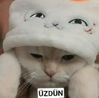 🌟 c6b230c8 ÜZDÜN gato, lindo, triste, animal, meme telegram sticker