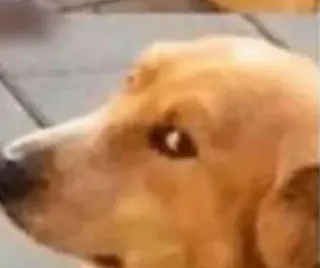 🙄 4fb19648 犬, ゴールデンレトリバー, 動物, ペット telegram sticker