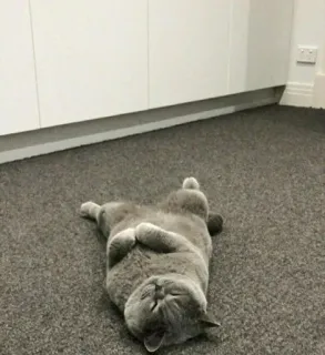 ☺️ a5acf9ae 猫, 睡眠, グレー, 動物, 可愛い, ペット telegram sticker