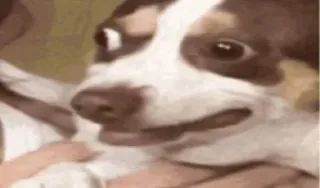 🃏 033dfd53 dog, puppy, cute, chihuahua whatsapp sticker