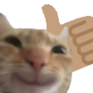 👍 2cae829b cat, animal, meme, funny, emoji, thumbs up whatsapp sticker