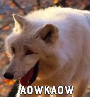 @MataneTjok's kang pack Vol.4 telegram stickers