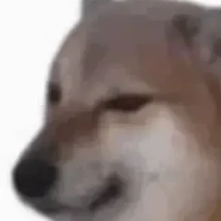 ✨ 4deb3911 Doge dog, meme, internet, animal whatsapp sticker