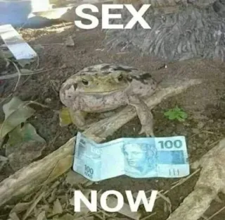 🐸 78dd7d0e SEX NOW frog, money, brazil, 100 reais, sex, animal whatsapp sticker