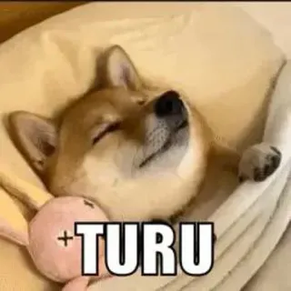 🤔 c8961426 TURU dog, sleeping, cute, animal whatsapp sticker