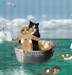 Sad Cats ༒︎ @quby_sticker ༒︎`s kang pack telegram stickers