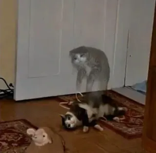 😩 0b7910df kat, spook, grappig, dier, schattig telegram sticker