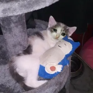 😩 0f852e10 kat, verdrietig, huilen, Pokémon, Snorlax, schattig telegram sticker