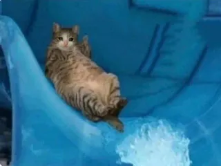 😩 16dfbaec kat, middelvinger, aanstootgevend, onbeleefd, glijden telegram sticker