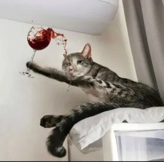 😩 649c5c43 kat, wijn, morsen, dier, huisdier, grappig telegram sticker