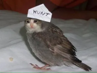 😩 688e40a6 KUNT vogel, kat, grappig, beledigend, dier telegram sticker