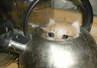 😩 6e0337be kat, waterkoker, verdrietig, schattig, grappig telegram sticker