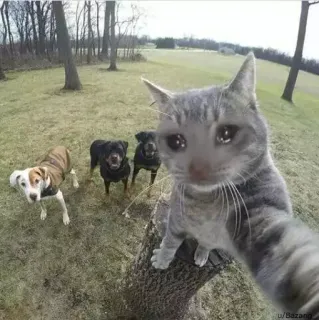 😩 6f3a08dd kat, honden, huilen, dieren, huisdieren telegram sticker