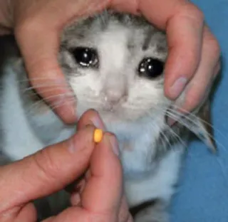 😩 73e2fada kat, verdrietig, medicijn, pil, dier, huisdier telegram sticker