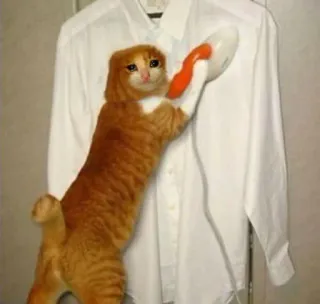 😩 770cbf6b kat, strijken, overhemd, dier, oranje telegram sticker