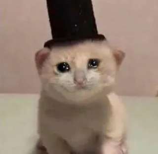 😩 7f7a00db kat, kitten, hoge hoed, verdrietig, schattig telegram sticker