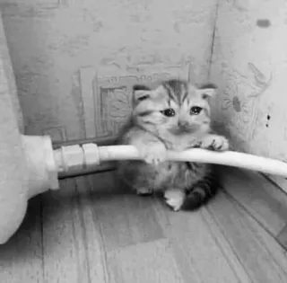 😩 a8c09e30 kat, kitten, schattig, verdrietig, zwart-wit, dier telegram sticker