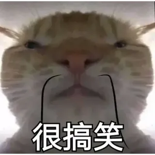 😑 048c33ce 很搞笑 gatto, divertente, meme, animale whatsapp sticker