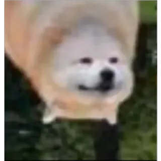 🙃 43083e3c cane, carino, soffice, animale, animale domestico whatsapp sticker