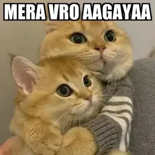 😙 b7b81397 MERA VRO AAGAYAA 고양이, 새끼 고양이, 귀여운, 동물, 우정 telegram sticker