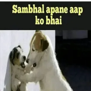 😁 d1993ba5 Sambhal apne aap ko bhai 강아지, 동물, 싸움, 밈 telegram sticker