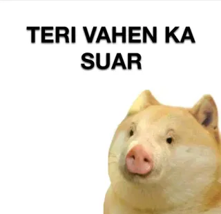 🐷 04209772 TERI VAHEN KA SUAR 豚, 侮辱, ミーム, ヒンディー語 telegram sticker