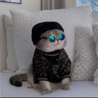 🤔 01201d13 cat, sunglasses, cute, fashion, pet, animal, style whatsapp sticker