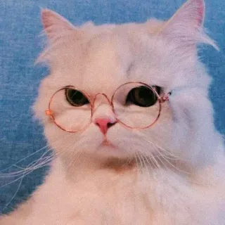 🐣 0962b355 cat, glasses, white, pet, animal, cute whatsapp sticker