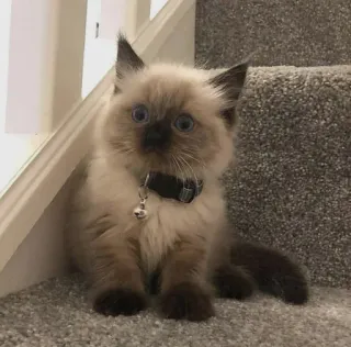 🤔 1cc15193 kitten, cat, pet, animal, stairs, cute whatsapp sticker