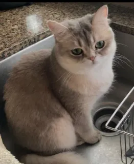 🤔 220a9f56 cat, sink, cute, pet, animal whatsapp sticker