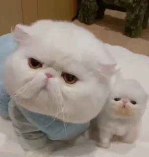 🤔 2660c24d cat, kitten, persian cat, cute, animals whatsapp sticker