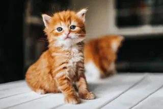 🤔 2ad36839 kitten, cat, ginger, pet, animal, cute whatsapp sticker