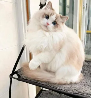 BSB Kittys kang pack telegram stickers