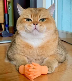 🤔 2c4509e3 cat, funny, hands, pet, cute, animal whatsapp sticker