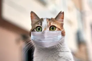 🤔 2ca30253 cat, mask, covid, animal, pandemic, protection whatsapp sticker