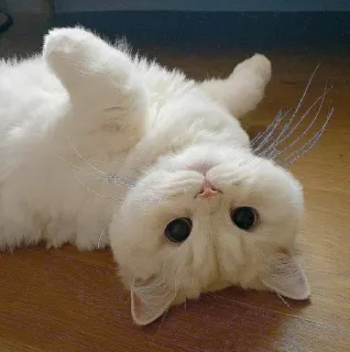 🤔 2d7ccac7 cat, white, fluffy, cute, animal, pet whatsapp sticker