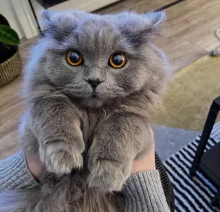 🤔 2eb80221 cat, cute, animal, grey, pet, fluffy whatsapp sticker