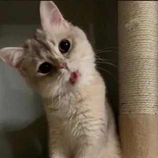 🤔 33b35515 cat, kitten, cute, animal, pet whatsapp sticker